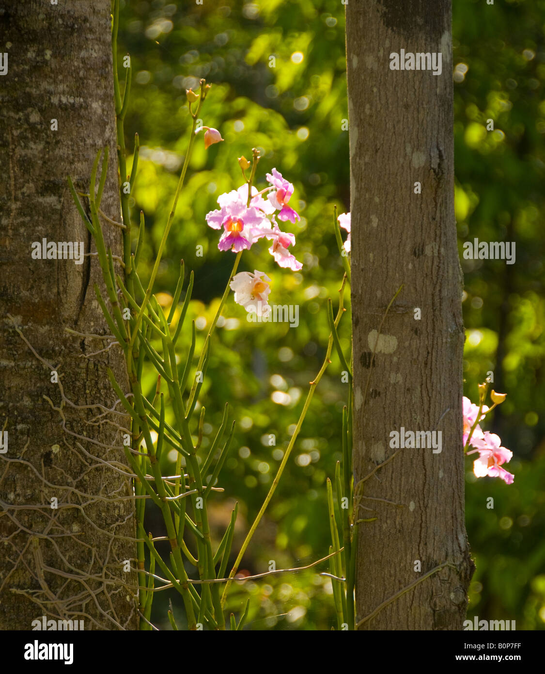 COSTA RICA Wid lila Orchidee im Regenwald Karibik Neigung einstellen Stockfoto