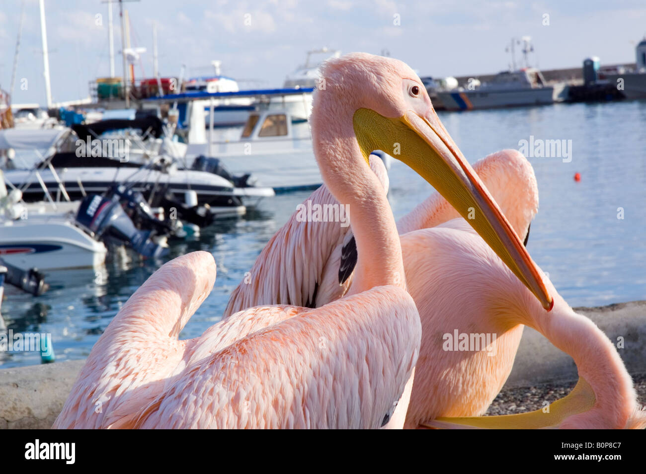 Rosa Pelikane am alten Hafen in Paphos, Zypern Stockfoto