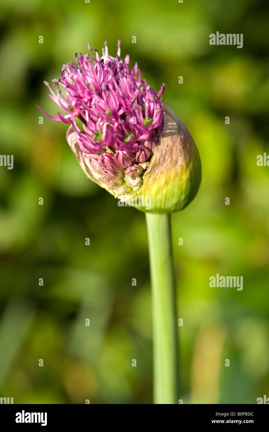 Allium Purple Sensation Knospe, UK. Stockfoto