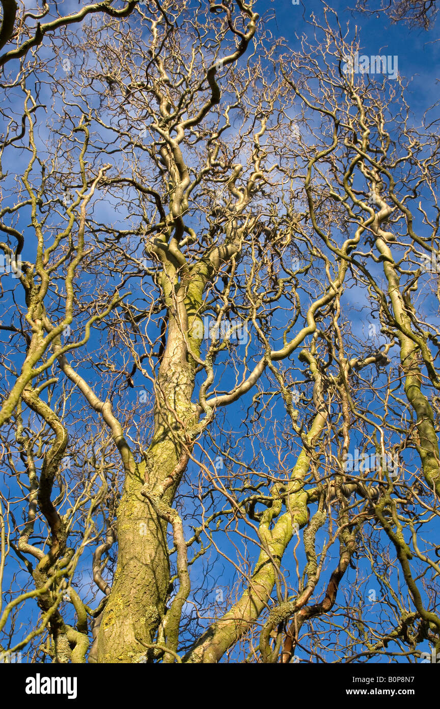 Äste und Stamm der verdrehten Weide gegen blauen Himmel und Wolken Stockfoto