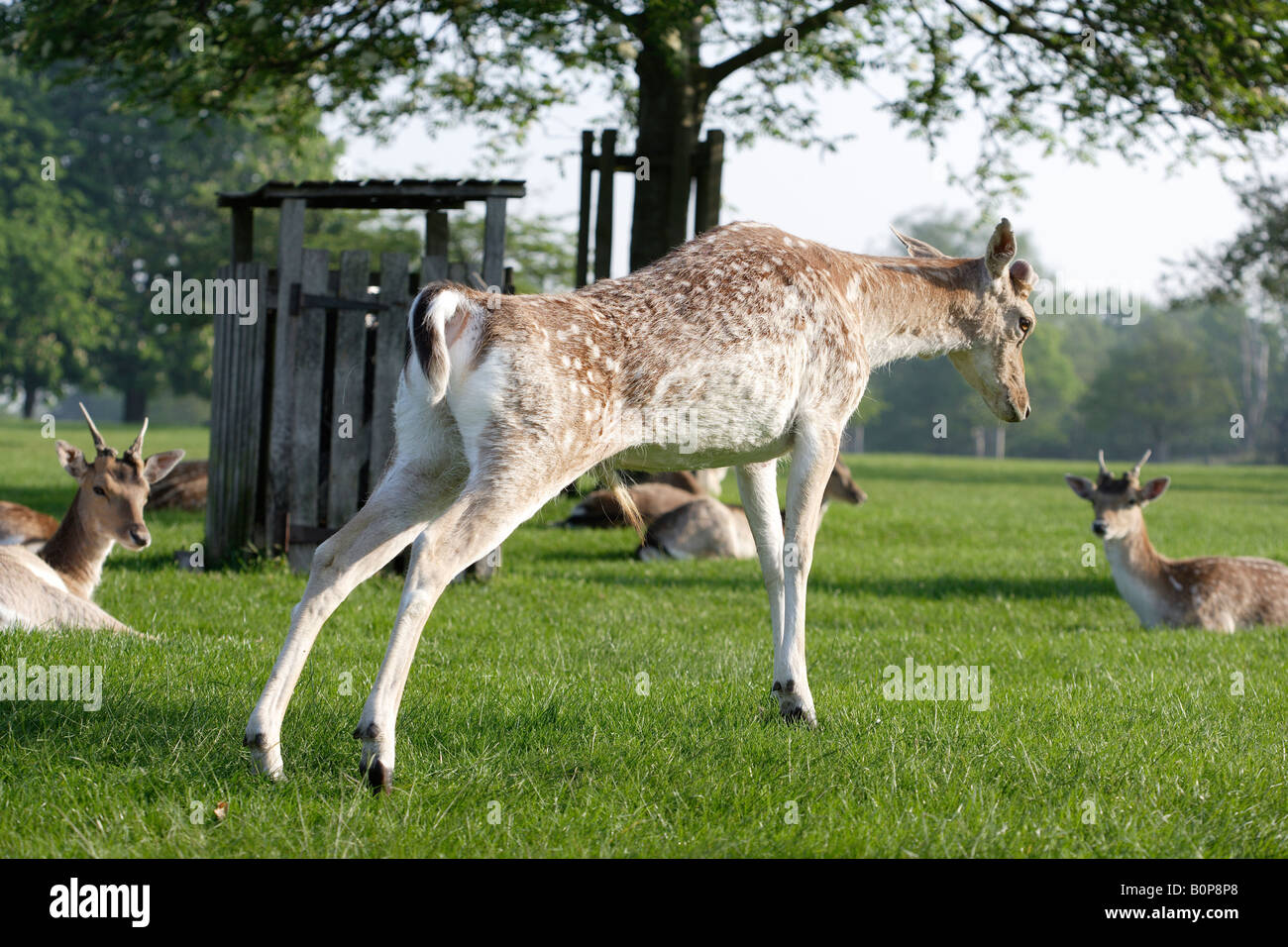 Damwild in Richmond park London erstreckt sich Stockfoto