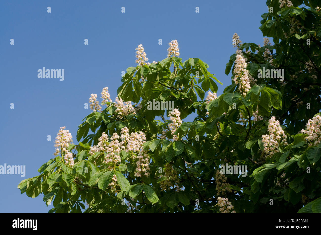 Rosskastanie Blumen, Frankreich. Stockfoto