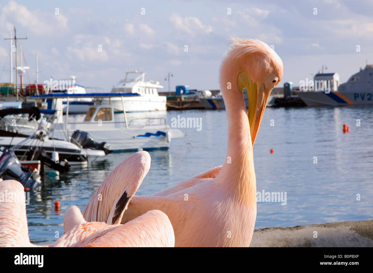 Rosa Pelikane am alten Hafen in Paphos, Zypern Stockfoto