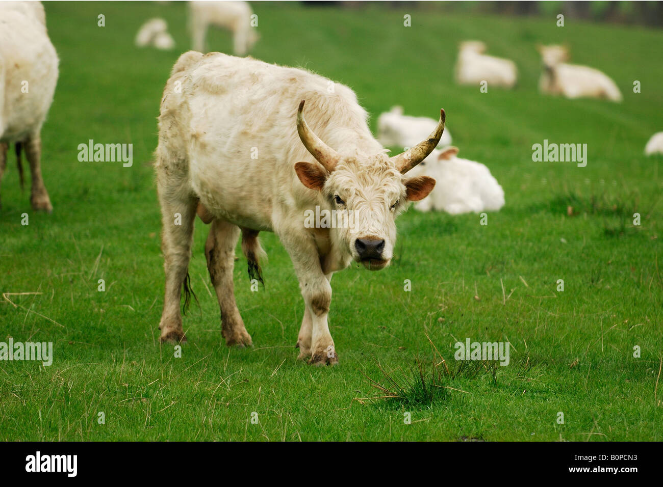 Ein Stier von der wilden Rinder Chillingham Park, Northumberland, Vereinigtes Königreich Stockfoto