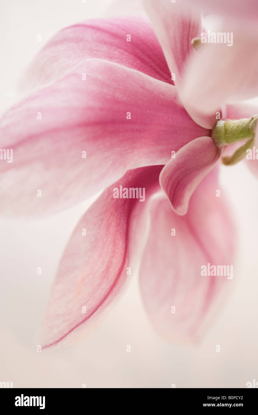 Magnolie Blume Schuss hautnah in einem Studio. Stockfoto