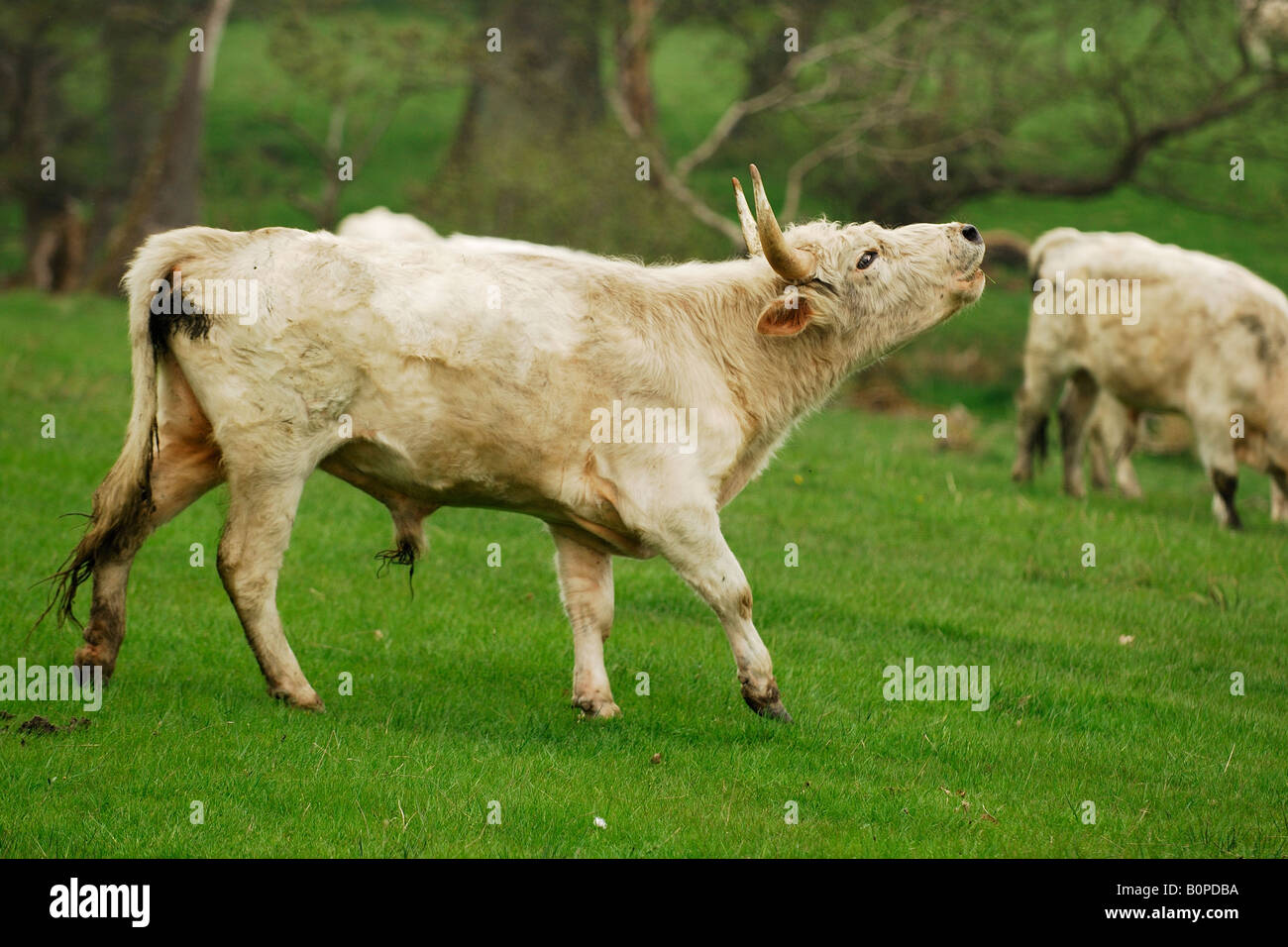 Die wilden Rinder Chillingham Park, Northumberland, Großbritannien Stockfoto