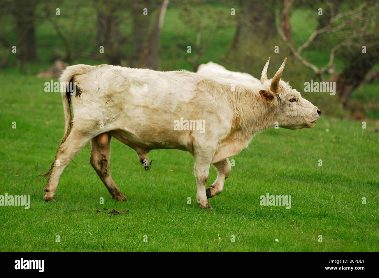 Ein Stier von der wilden Rinder Chillingham Park, Northumberland, Vereinigtes Königreich Stockfoto