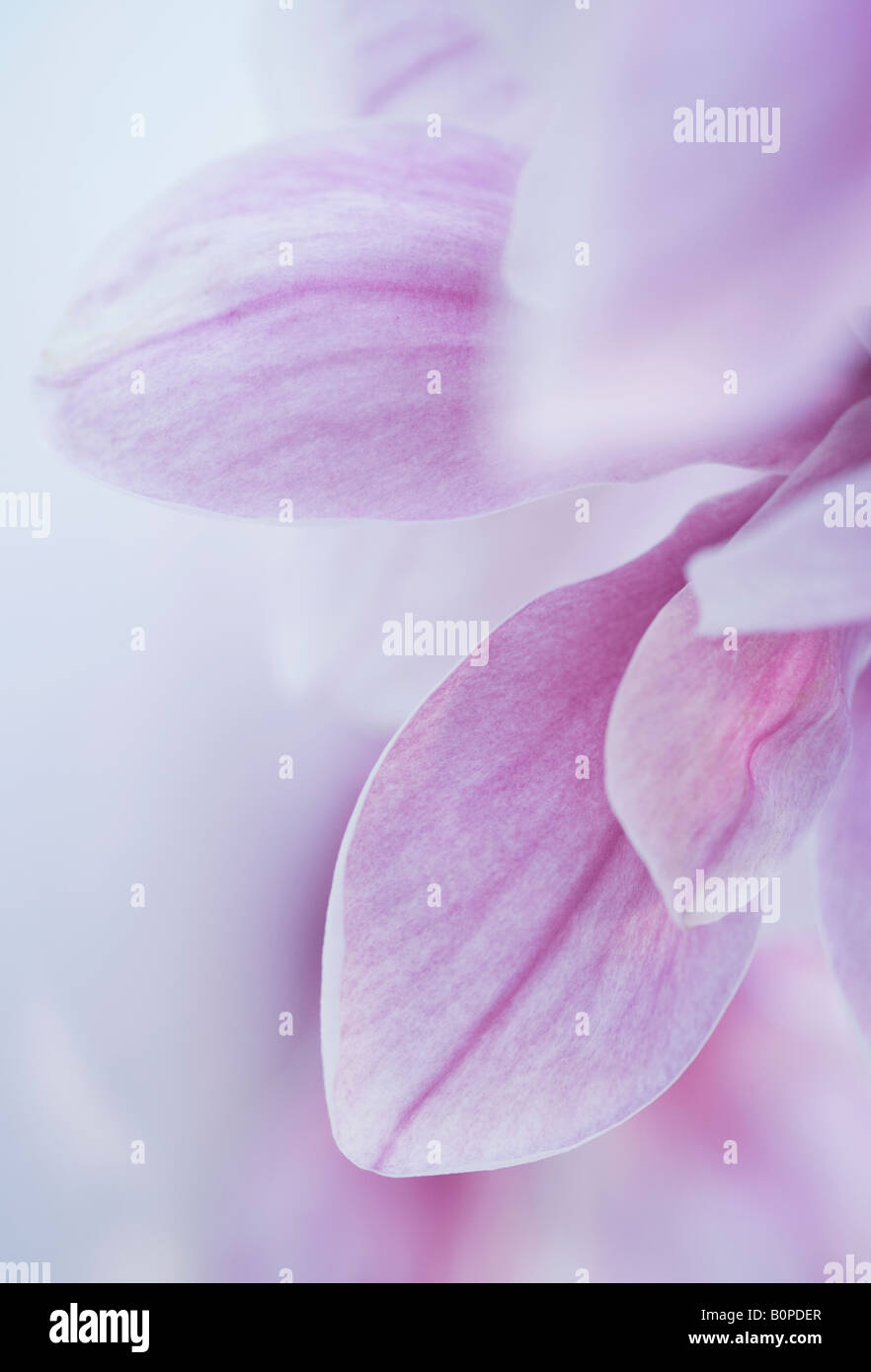 Makroaufnahme einer Magnolie Blume Schuss Ende März im Vereinigten Königreich Stockfoto