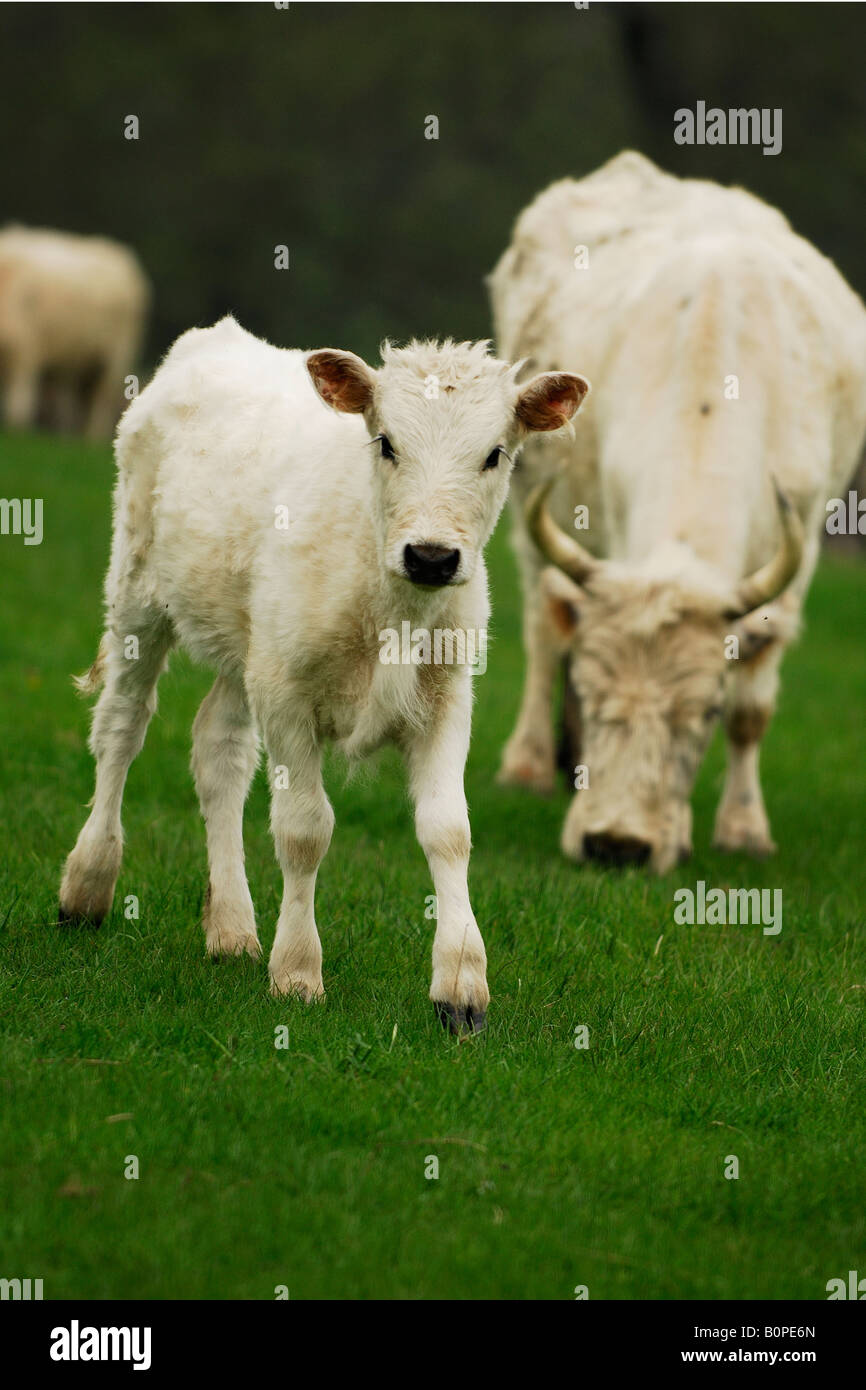 Ein Kalb in der Herde von wilden Rindern von Chillingham, Northumberland Stockfoto