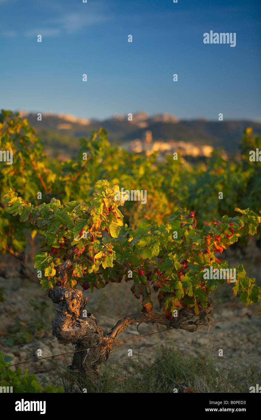 Reben in der Nähe von Seguret, Cotes du Rhone Dörfer, Rhonetal, Provence, Frankreich Stockfoto