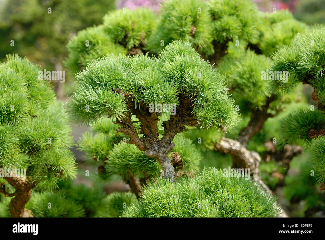 Bonsai Baum, RHS Garden Wisley, Surrey Stockfoto