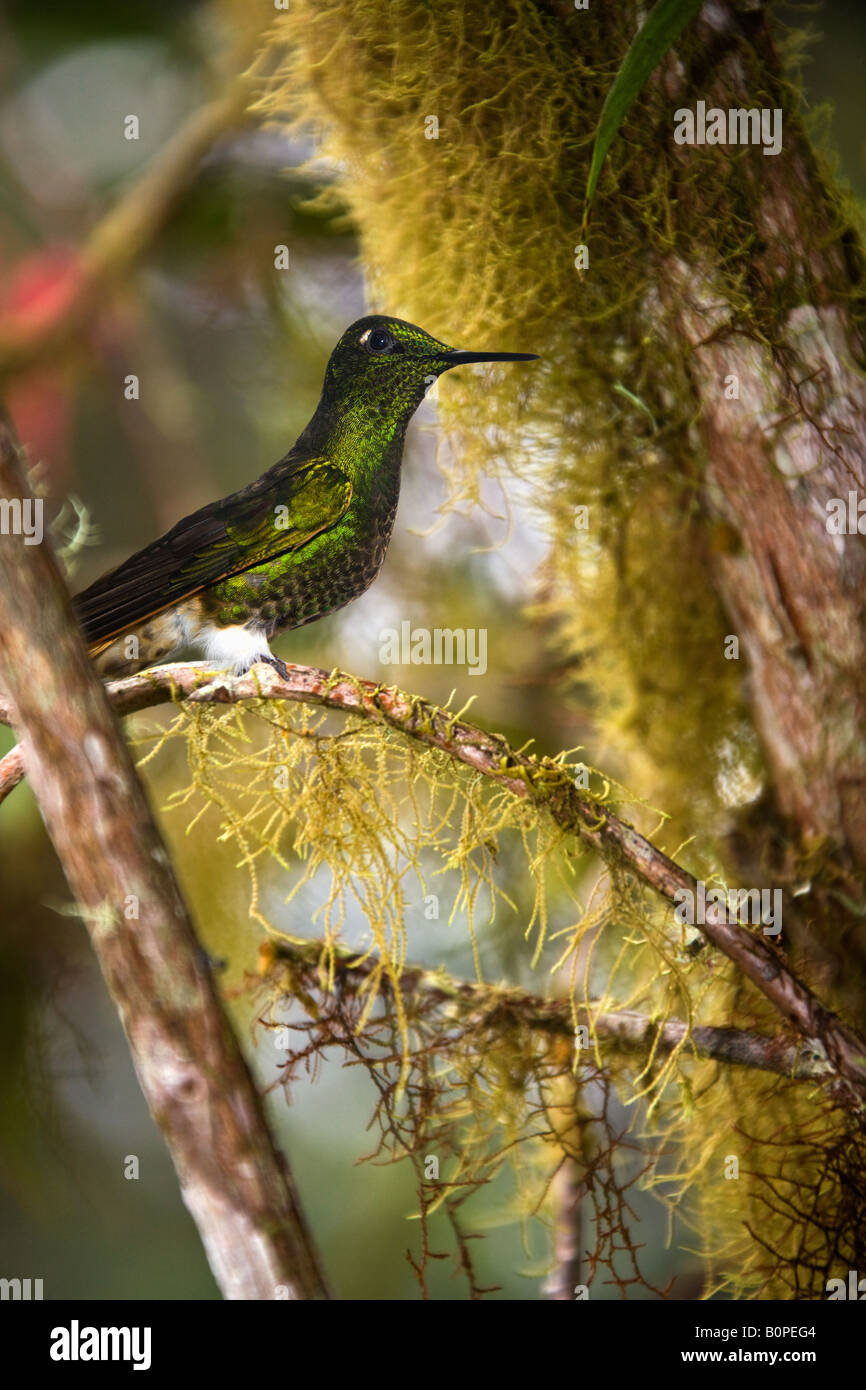 Buff Kolibri - Boissoneaua Flavescens - tailed in Mindo Nebelwald in Pichincha Provinz im Norden Ecuadors Stockfoto