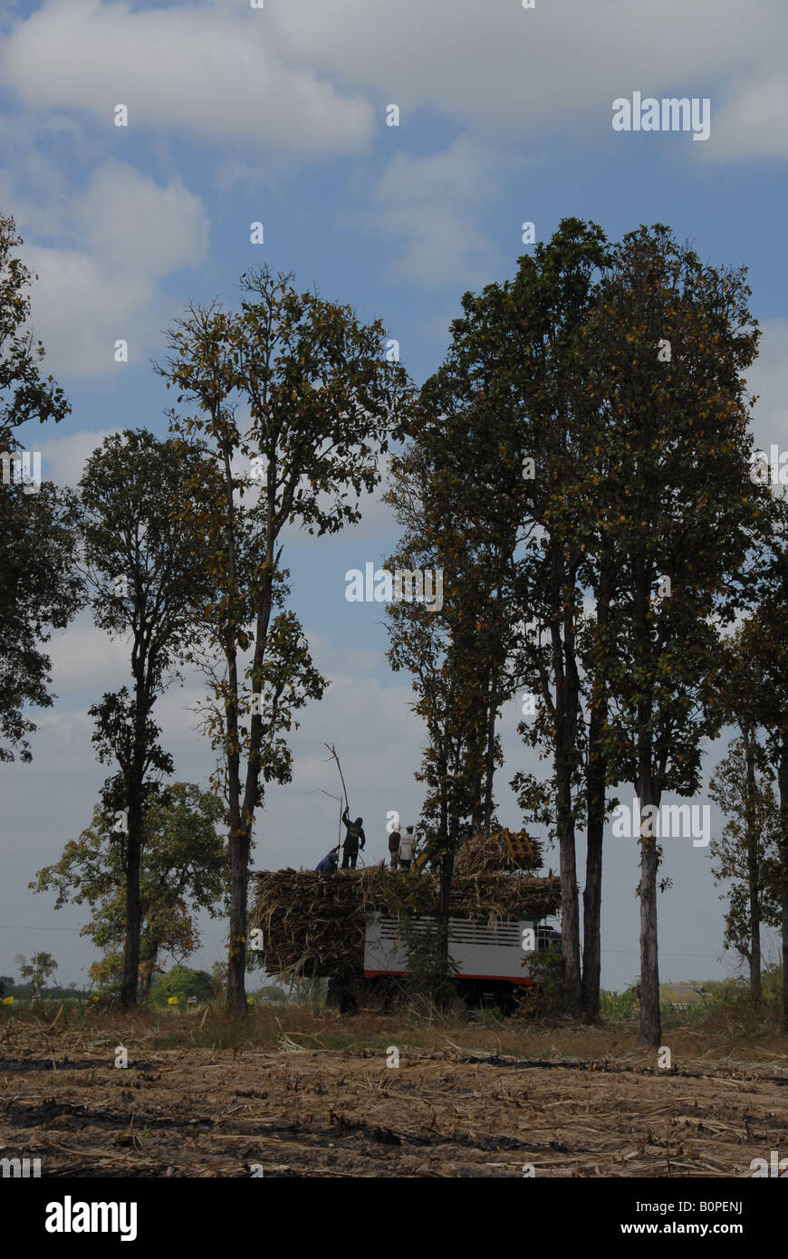 Arbeiter setzen Zuckerrohr in den Wagen vor dem Transfer zur Fabrik Stockfoto