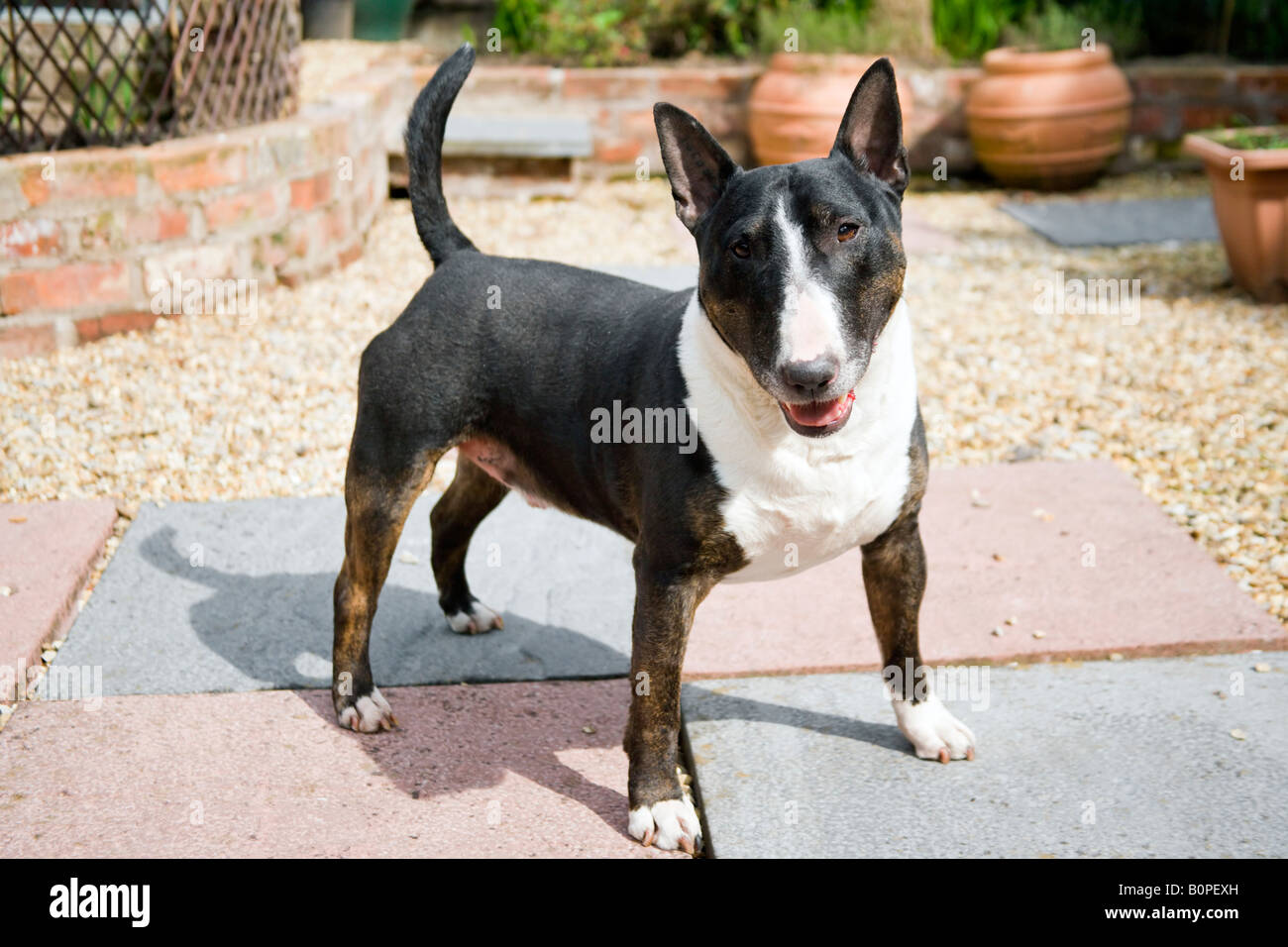 Eine männliche ^ Hund der Rasse English Bull Terrier stand stolz in einem Garten mit seinem Mund leicht geöffnet, Warnung suchen. Stockfoto