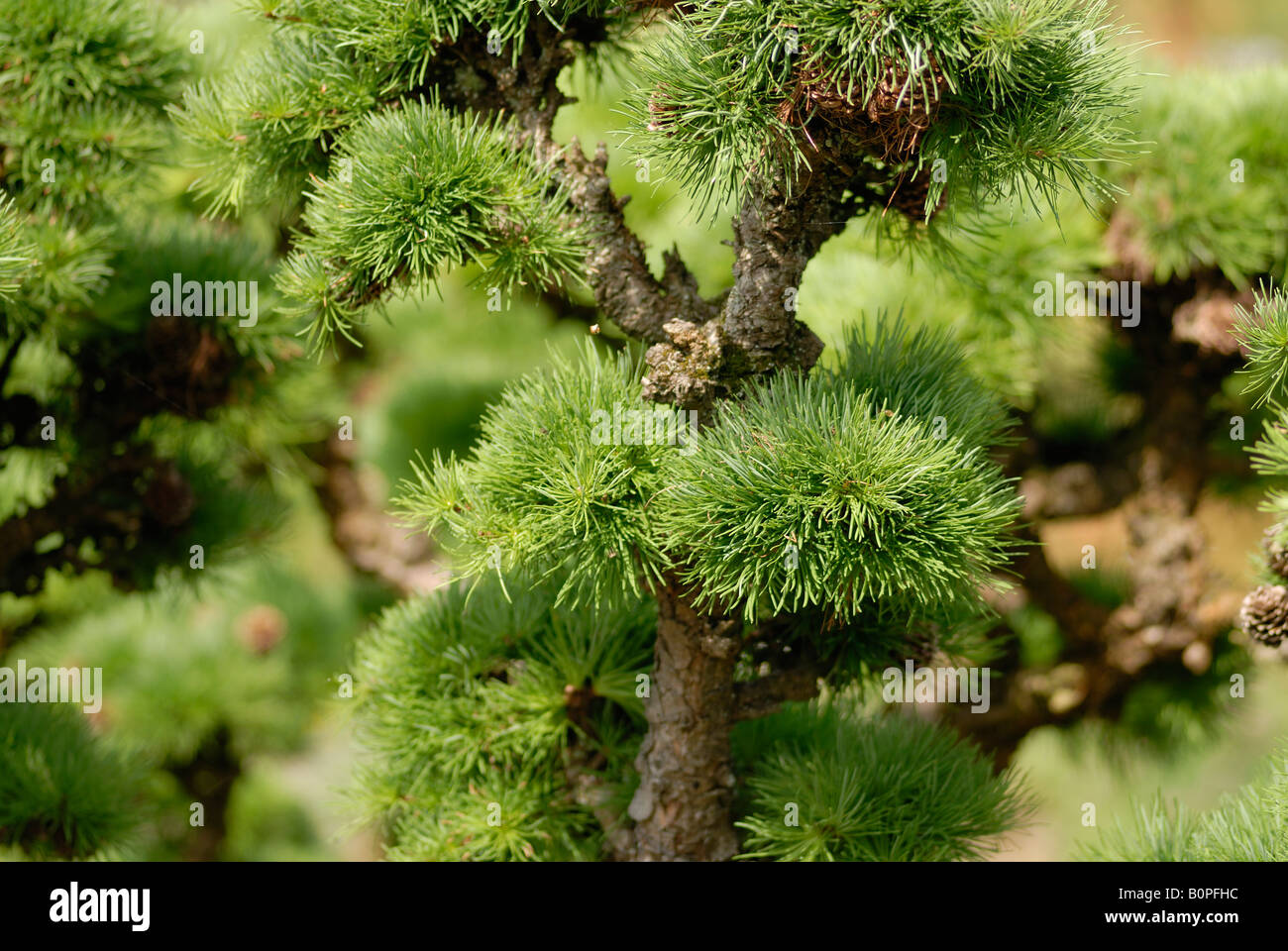 Bonsai Baum, RHS Garden Wisley, Surrey Stockfoto