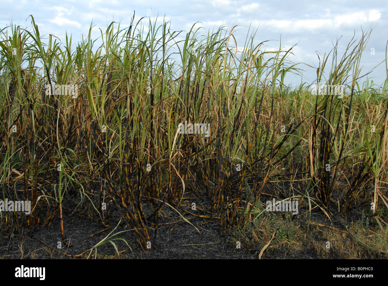 Zuckerrohr Feld nach dem brennen vor dem Schneiden und dann in Zucker Fabrik Nord-Ost-thailand Stockfoto