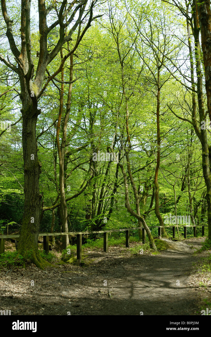 Woodland, Freitag Street, Surrey Stockfoto