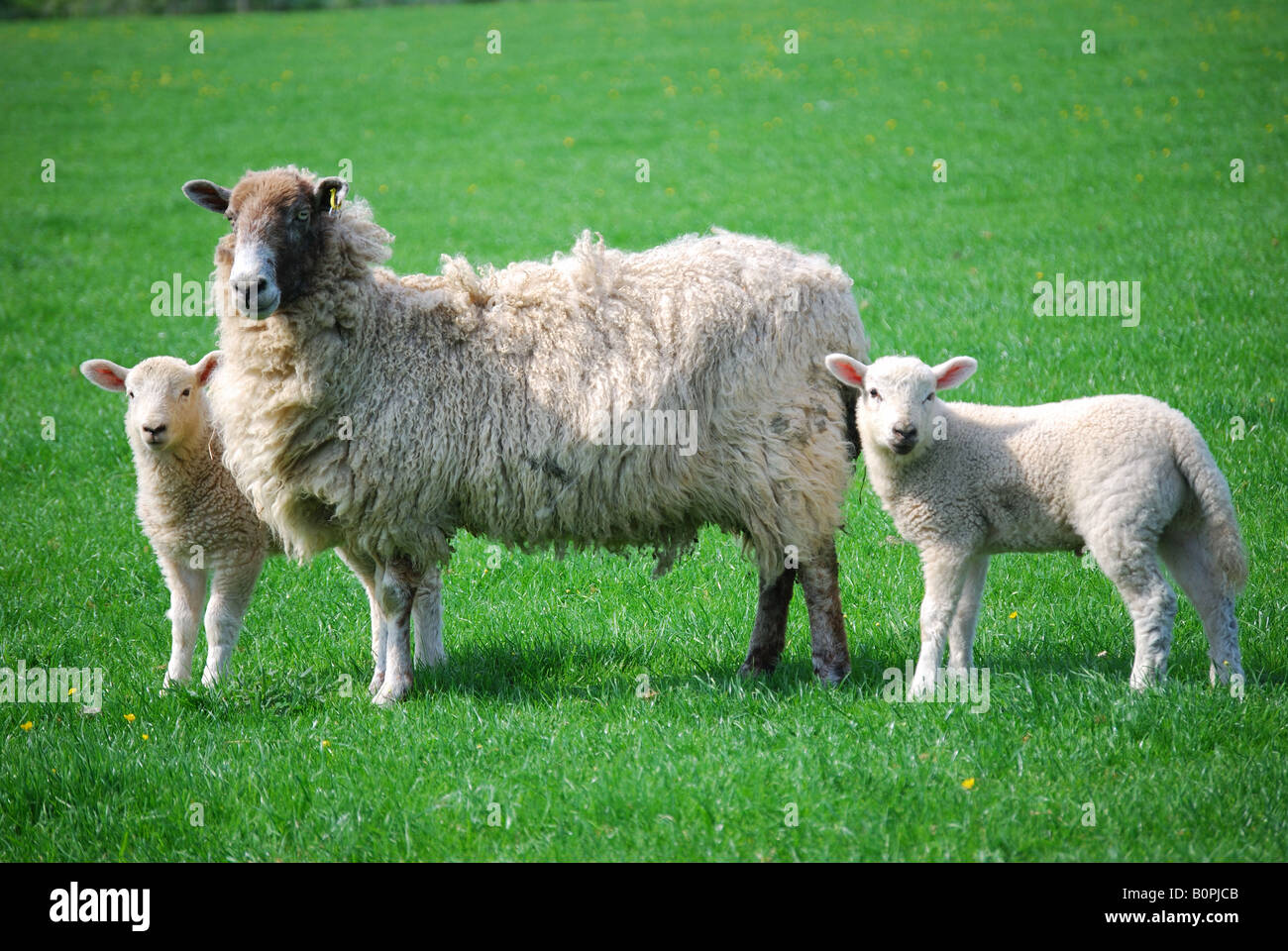 Mutterschaf mit Lämmern im Feld, Berkshire, England, Vereinigtes Königreich Stockfoto