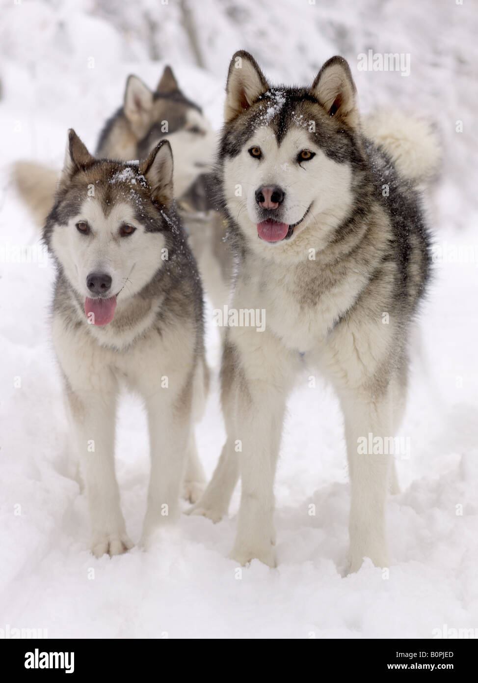 Schlittenhunde in Bewegung Stockfoto