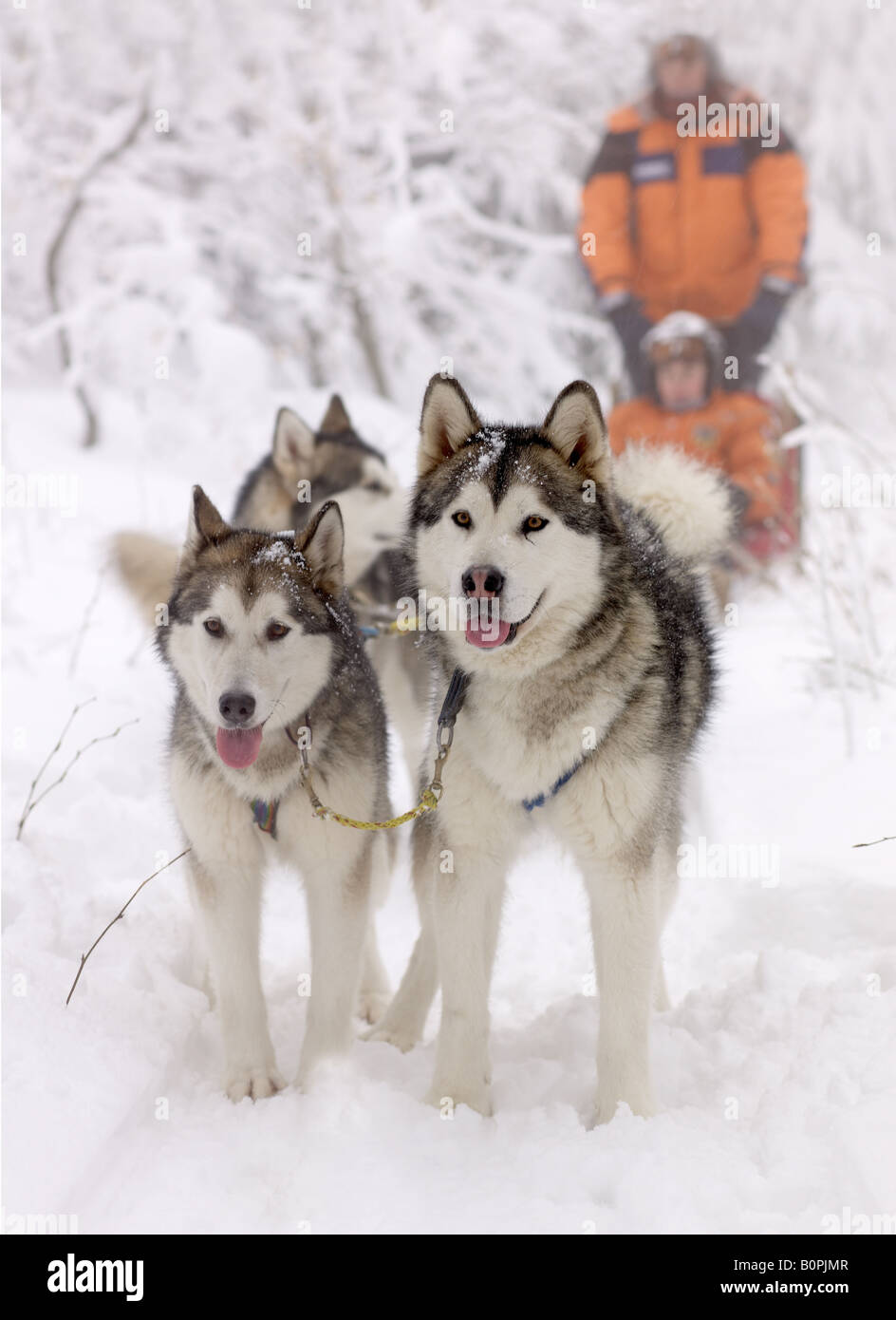 Schlittenhunde mit guide Stockfoto