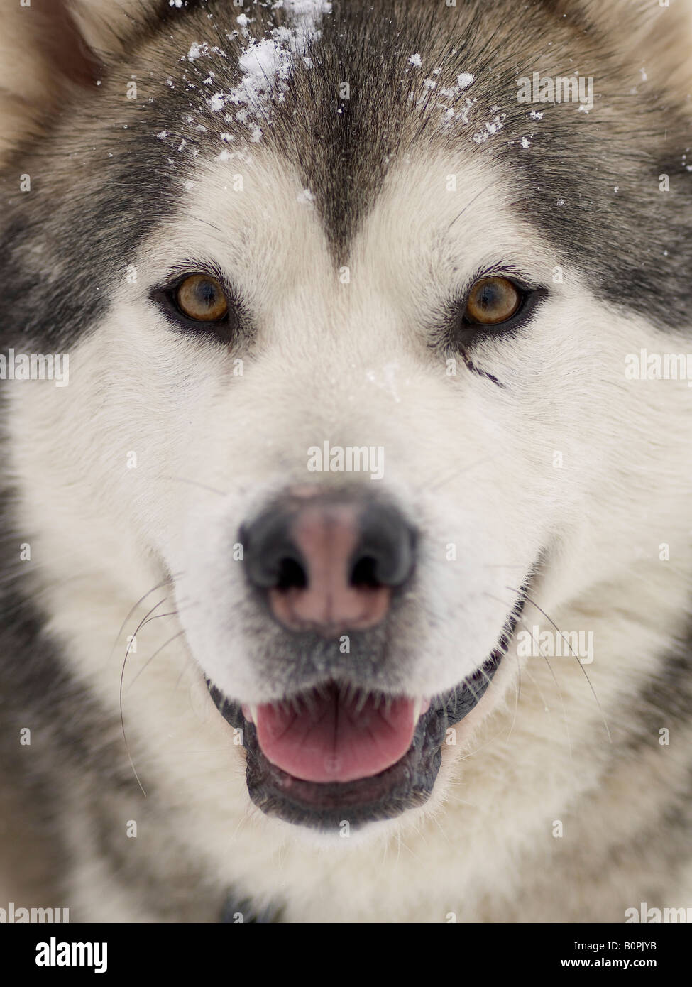Porträt eines Hundes Schlitten Stockfoto