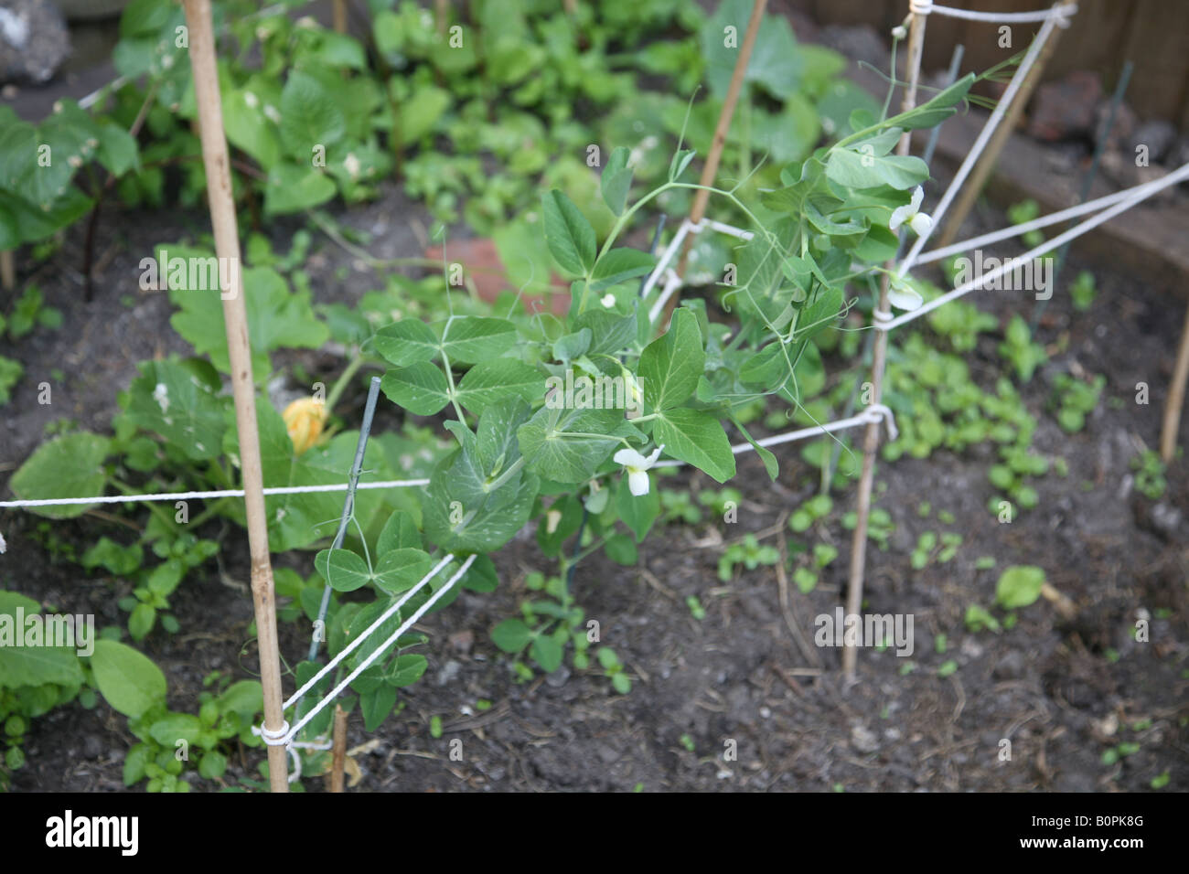 Gemüse patch auf der Rückseite Gartenhof wachsenden eigenen Gemüse Erbsen Stangenbohnen Stockfoto