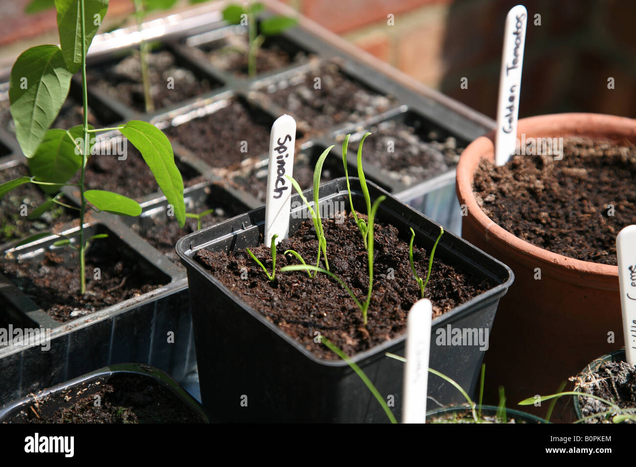 Menschen wachsen ihre eigenen Gemüse Salat Kräuter in Containern in ihren Gärten in diesem Bild es ist Spinat und Tomaten Stockfoto