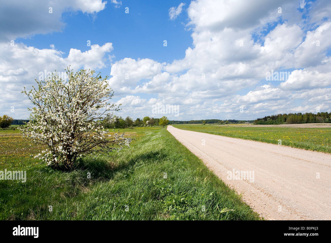 Ländlichen Landschaft in Kurland Lettland Stockfoto, Bild ...