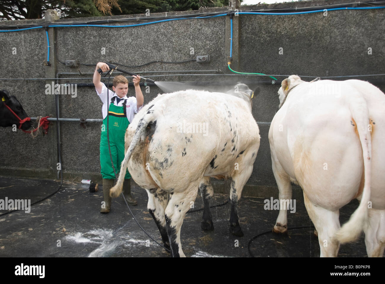 Junge wäscht zwei Kühe mit einem Hochdruckreiniger auf Belfast Balmoral Show Stockfoto