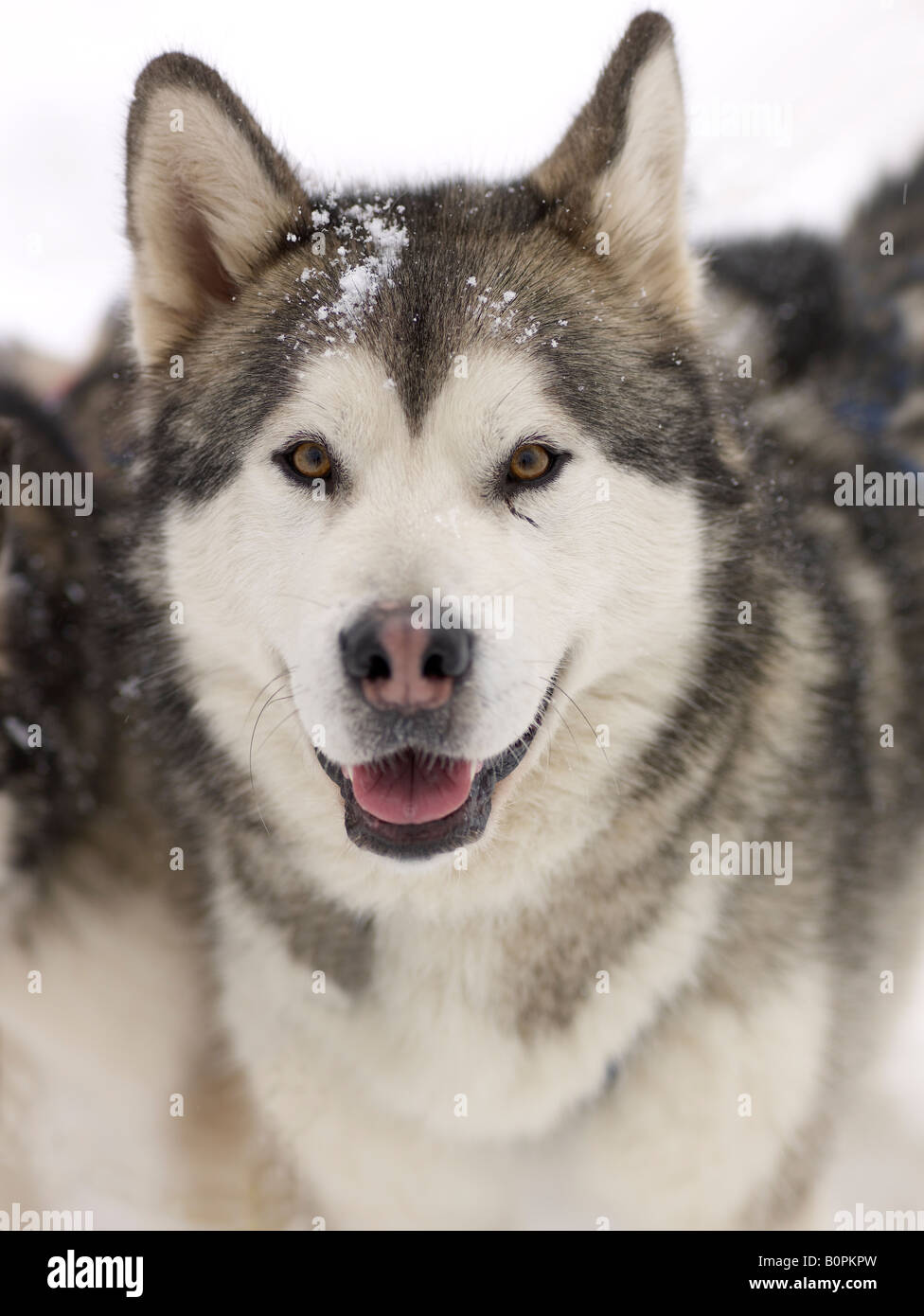 Porträt eines Hundes Schlitten Stockfoto