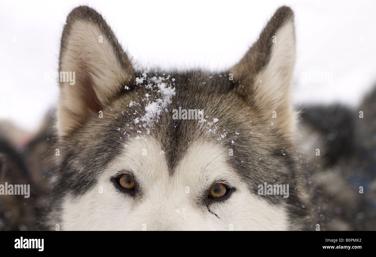 Porträt eines Hundes Schlitten Stockfoto