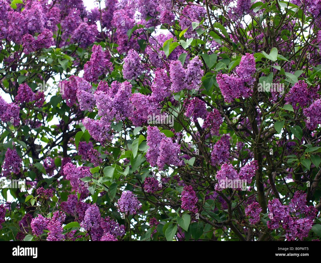 lila Baum in voller Blüte Stockfoto