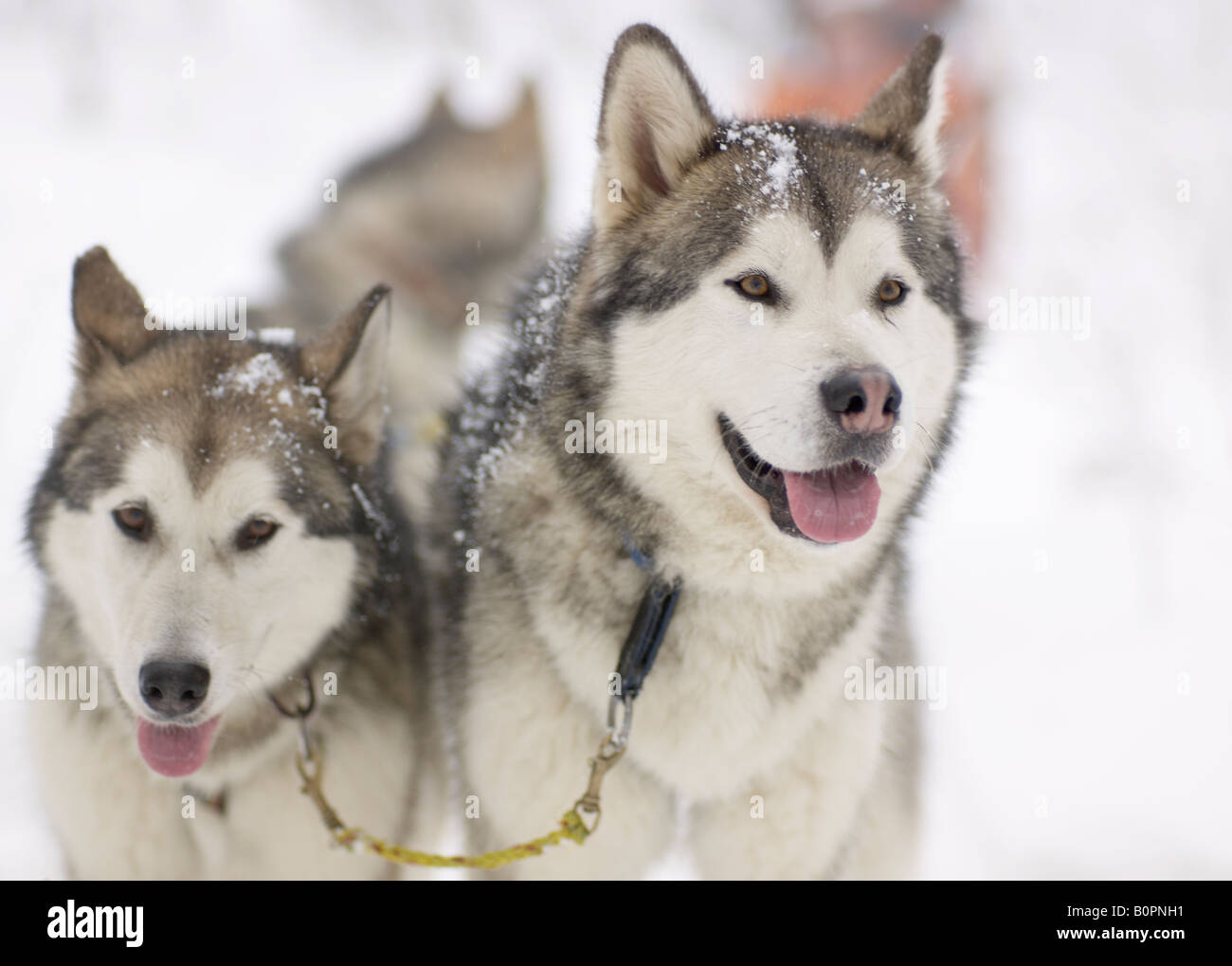 Schlittenhunde in Bewegung Stockfoto
