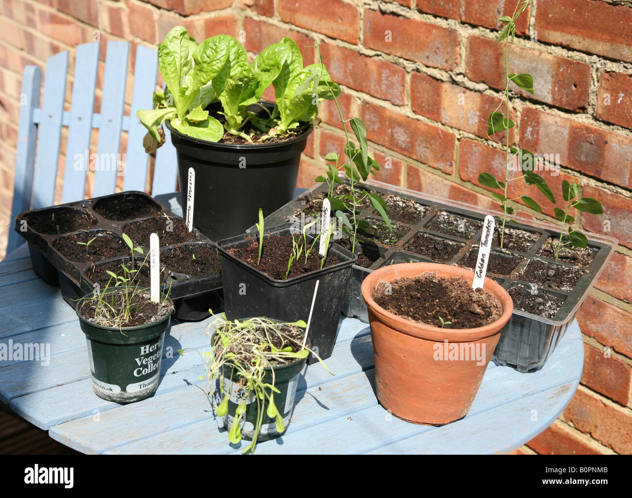 Menschen, die ihr eigenes Gemüse Salat Kräuter in Containern in ihren Hinterhöfen Gärten aus Samen wachsen Stockfoto