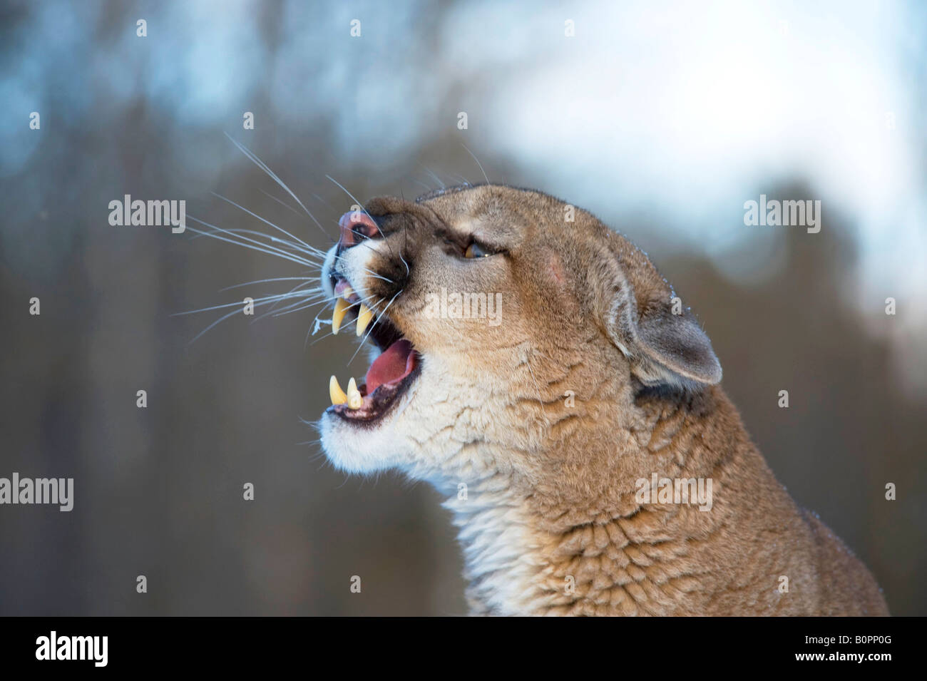 Cougar oder Mountain Lion in Winter, Minnesota Stockfoto