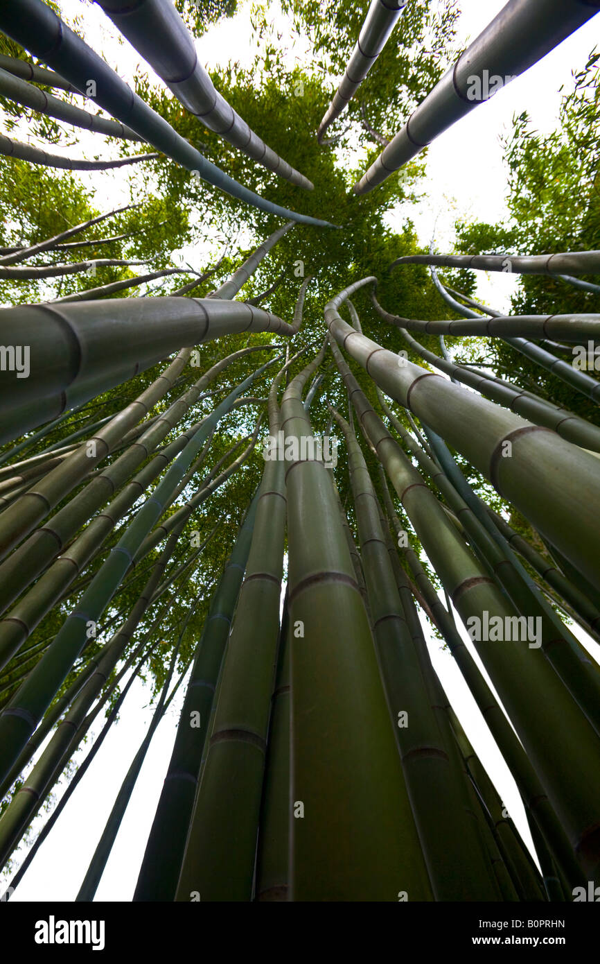 Ein Low-Winkel Schuss von einem Bambuswald. Forêt de Bambous (Phyllostachys Viridis) Photographiée En Contre-Plongée. Stockfoto