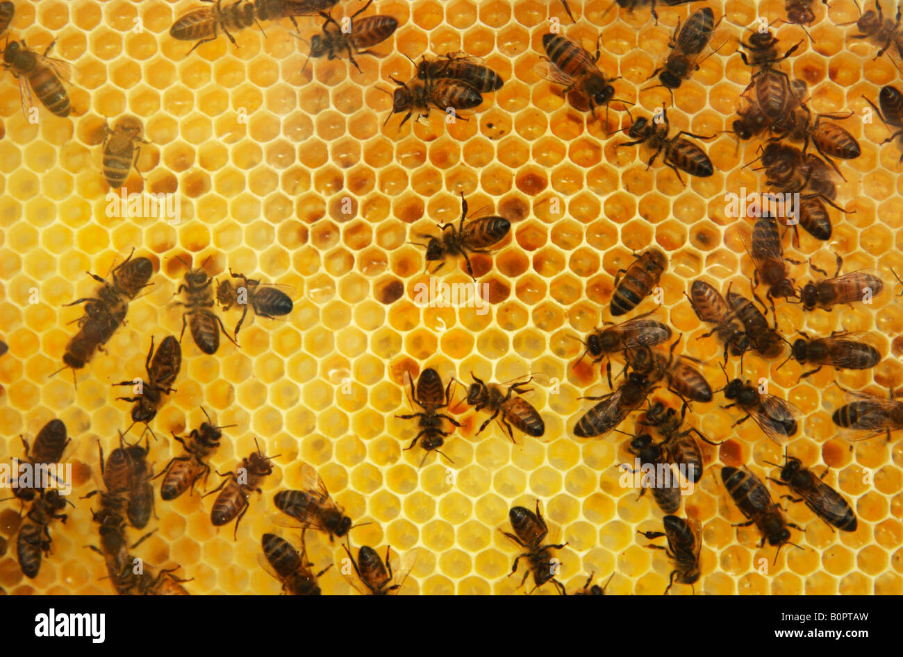 Bienen arbeiten an einem Honeycombe Behive Rahmen. Stockfoto