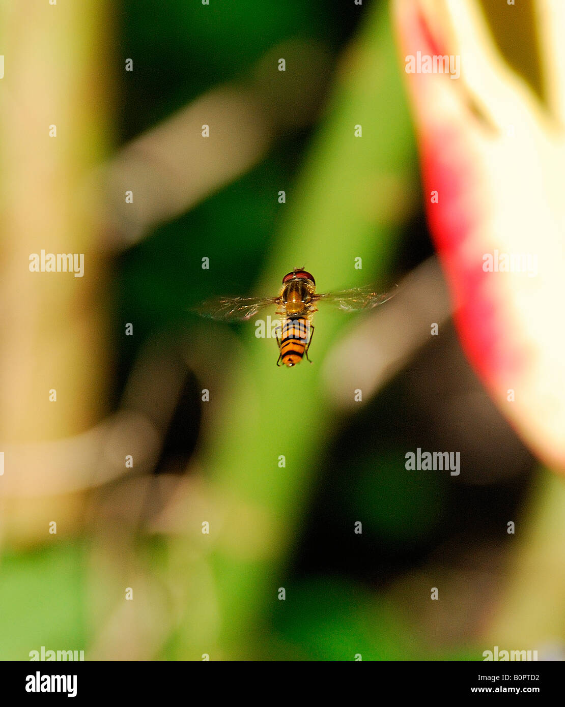 Hoverfly im Flug gegen Pflanzen. Stockfoto