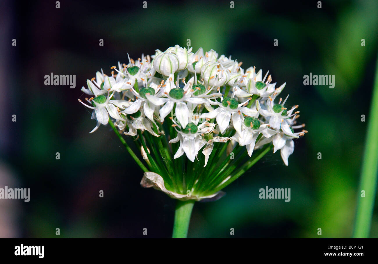 Allium Blütenkopf Stockfoto