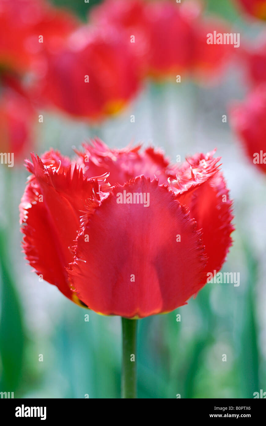 Rote Tulpe mit Fransen Stockfoto