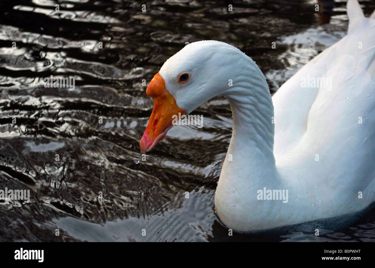 weiße Gänse Stockfoto