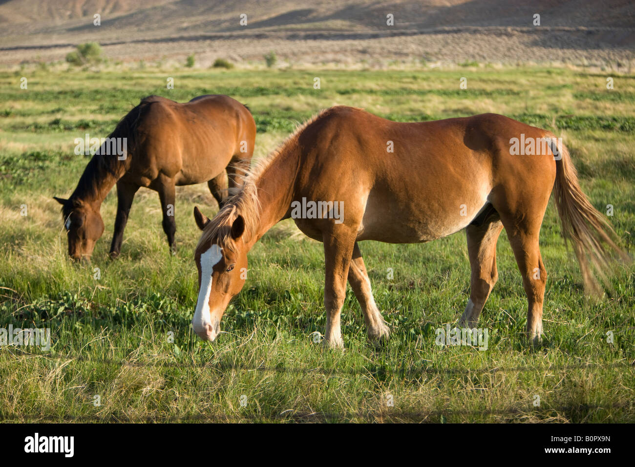Pferde grasen auf der grünen Wiese zu packen. Stockfoto