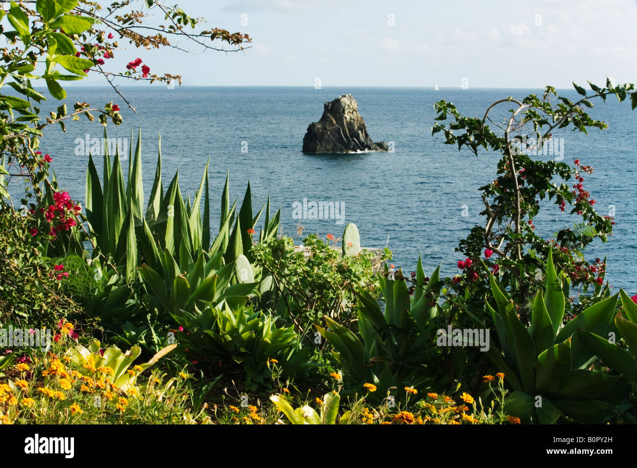 Agave und Bougainvillea wachsen auf einer Klippe auf Madeira Stockfoto