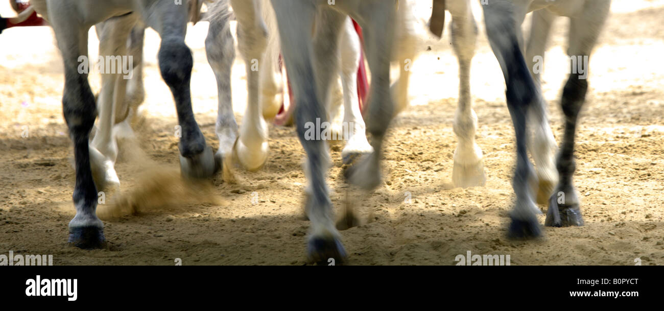 Donnernde Hufe Team von Pferden bei Geschwindigkeit Sand Bewegungsunschärfe dynamische mächtig fliegen Stockfoto