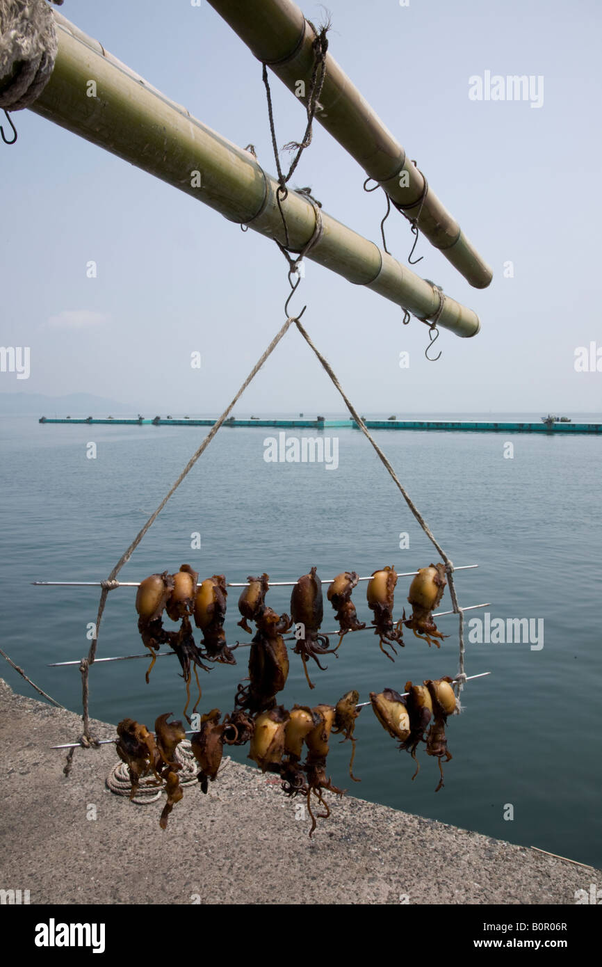 Hängende Tintenfisch Stockfoto