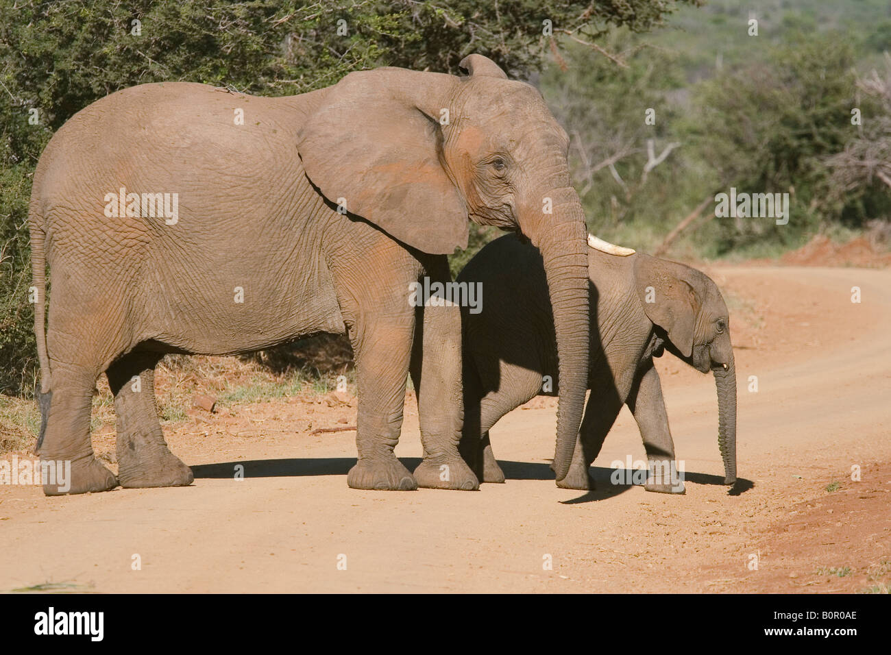Afrikanische Elefanten Loxodonta africana Stockfoto