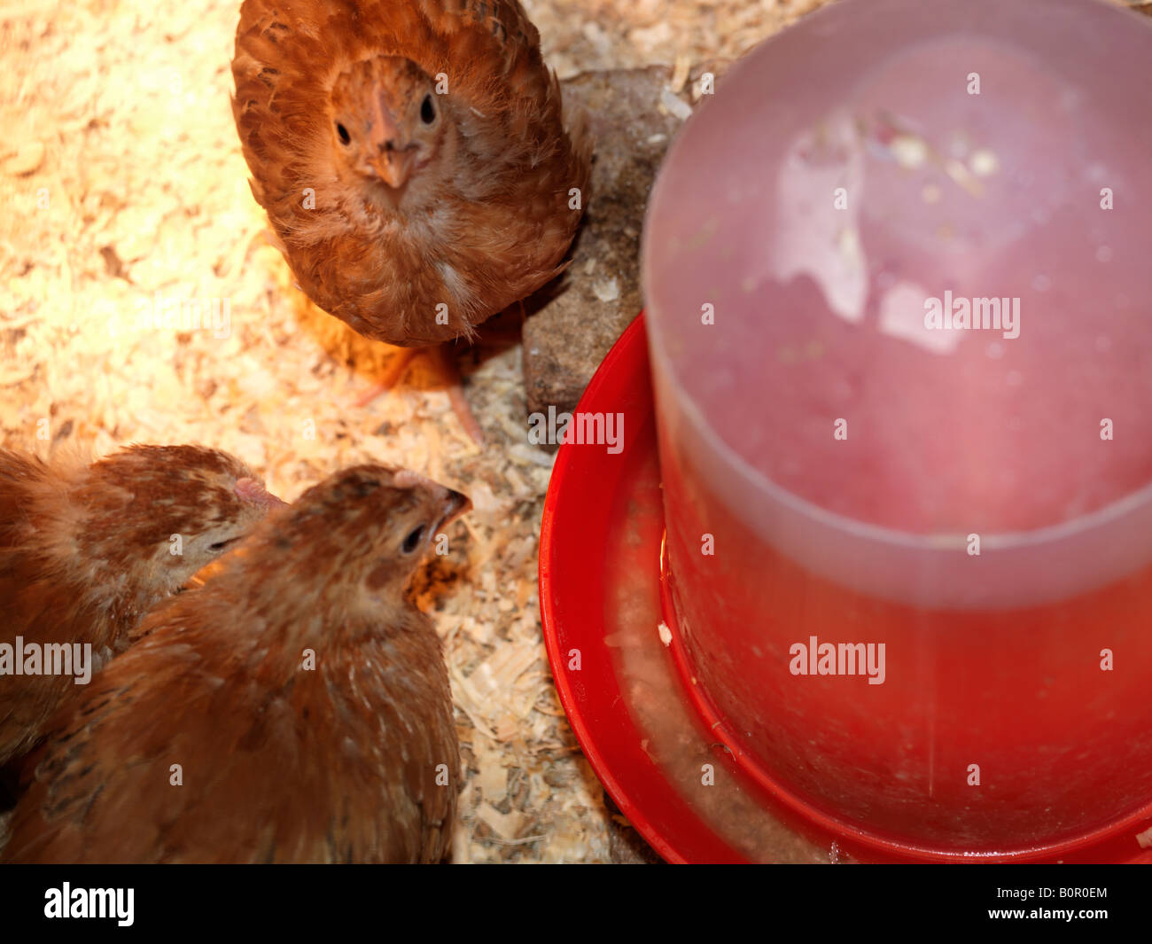 Buff Orpington Hühner trinken aus einem Wassertrog Stockfoto