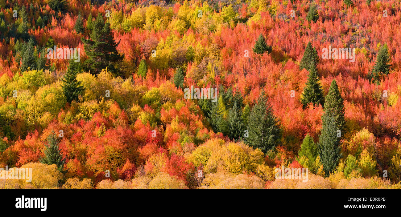 Herbstfarben in Arrowtown in der Nähe von Queenstown, Neuseeland Stockfoto