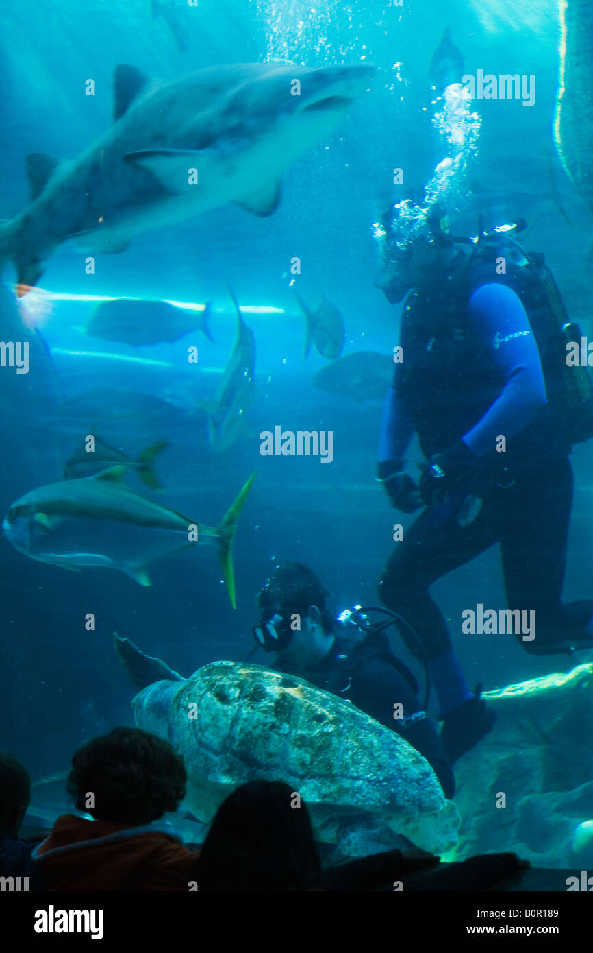 Aquarium Stockfoto