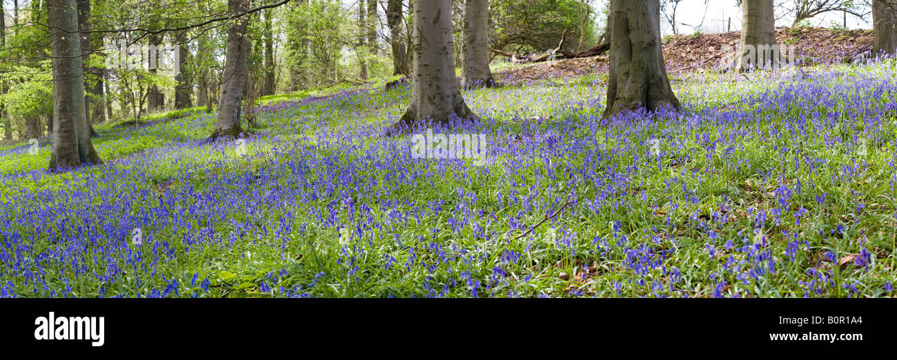 Glockenblumen im Frühling in einem Cotswold Buchenholz - Crickley Hill Country Park, Gloucestershire Stockfoto